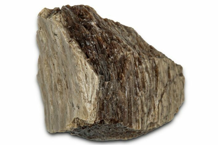 Fossil Tyrannosaur (T rex) Bone Section - Wyoming #352754